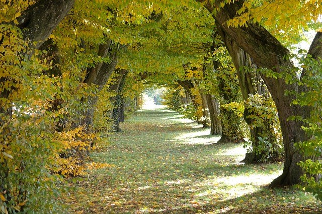 avenue-228233_640.jpg