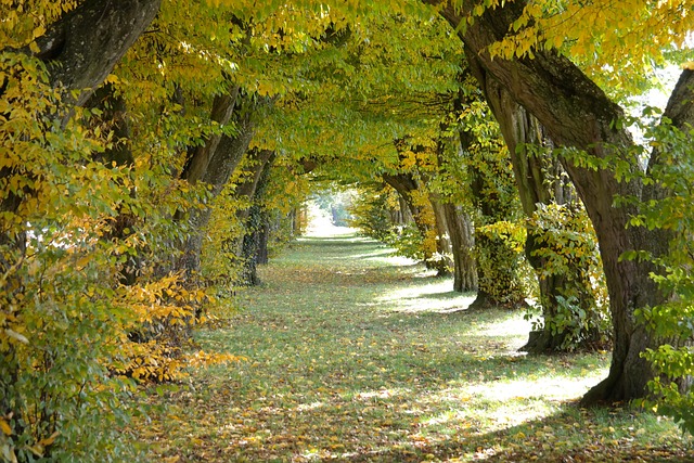 avenue-228233_640.jpg